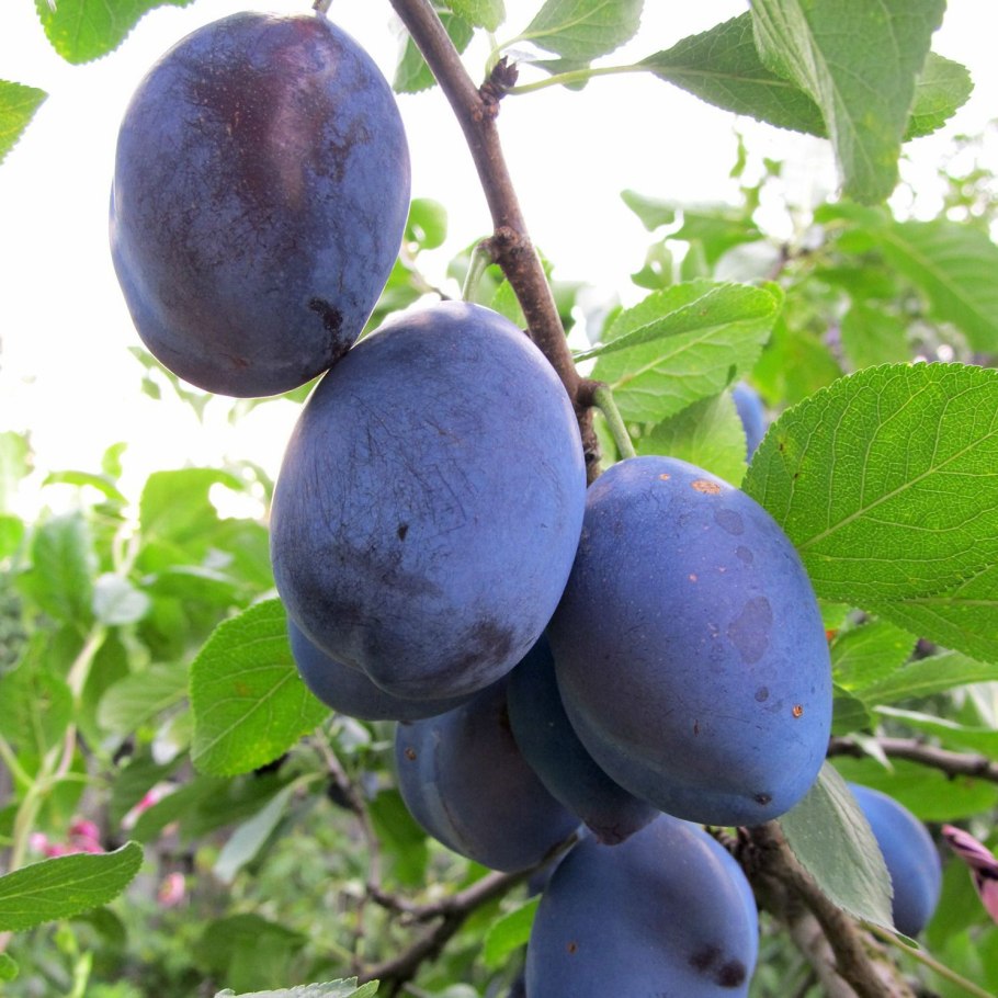 Слива венгерка Дубовская