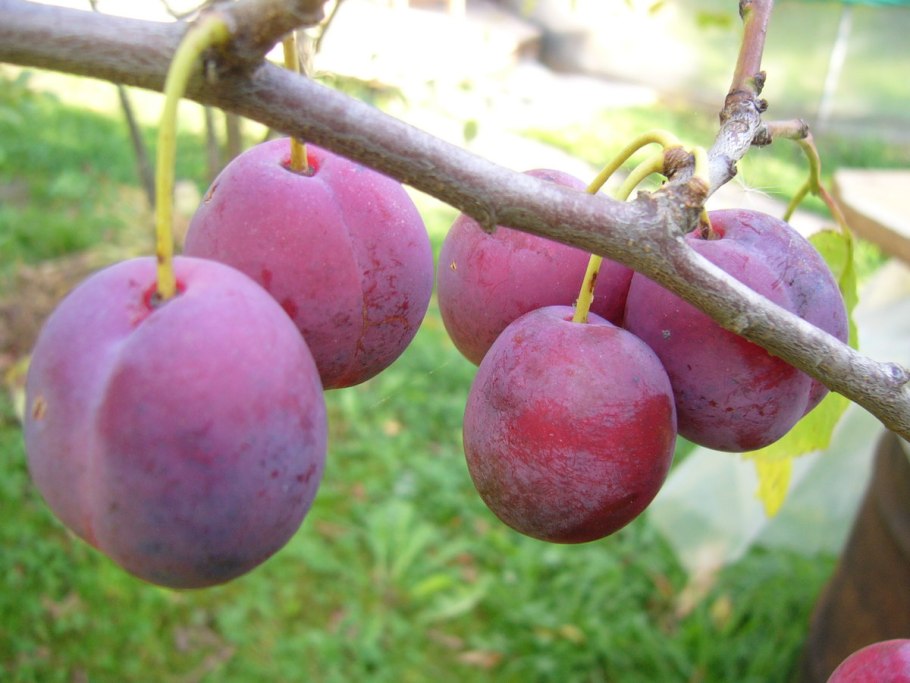 Слива Стенлей чернослив