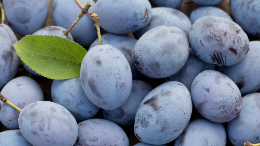 Слива сорт Смуглянка