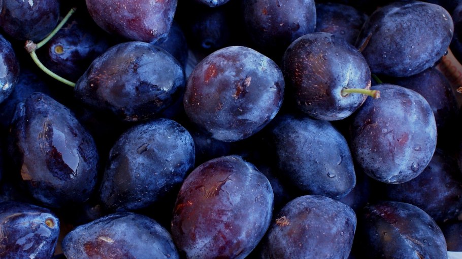 Слива сорт Стенлей