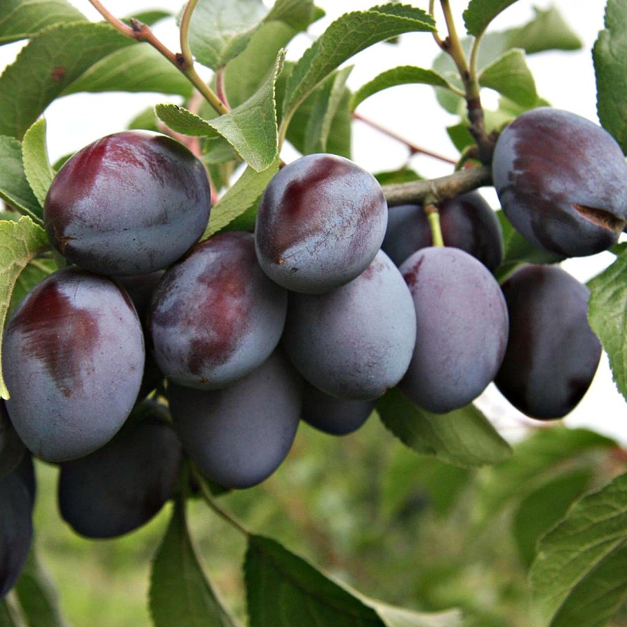 Слива домашняя 'Жигули'