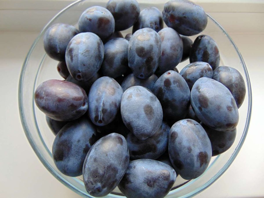 Слива Ренклод Теньковский