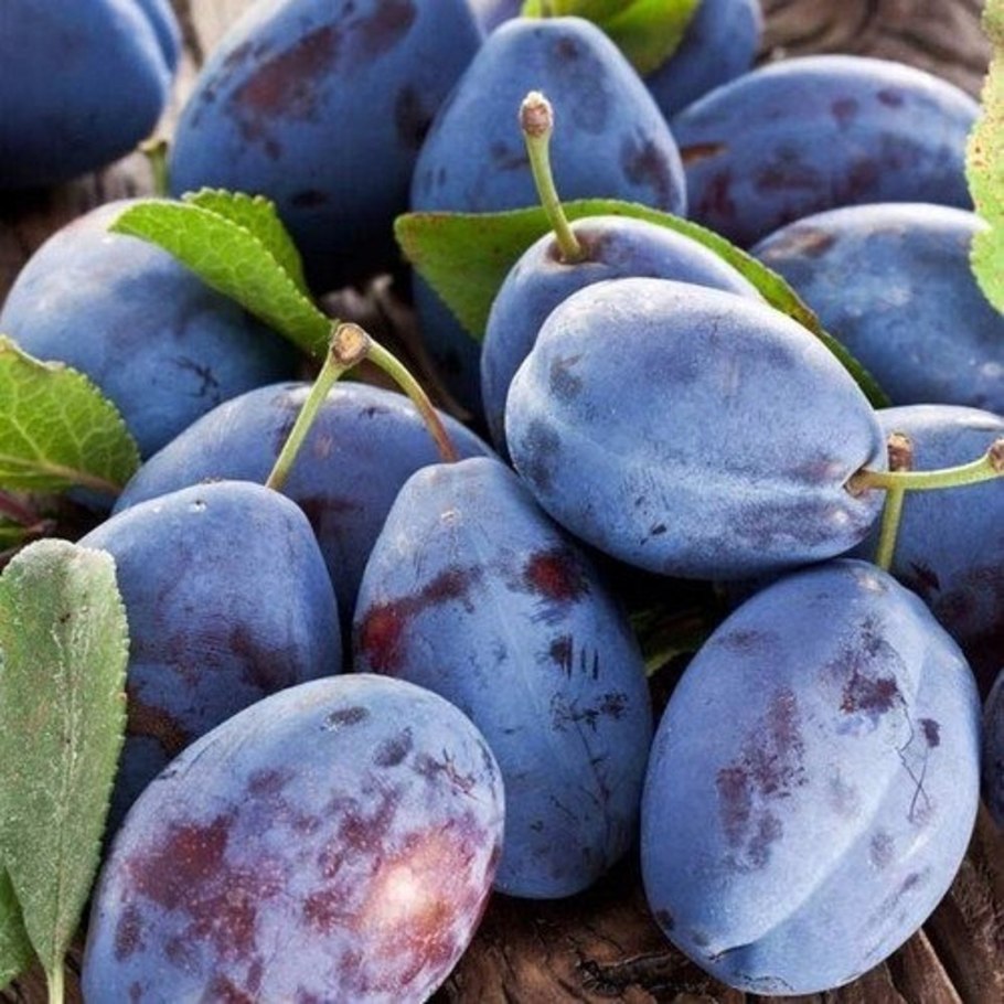 Слива Анна Шпет