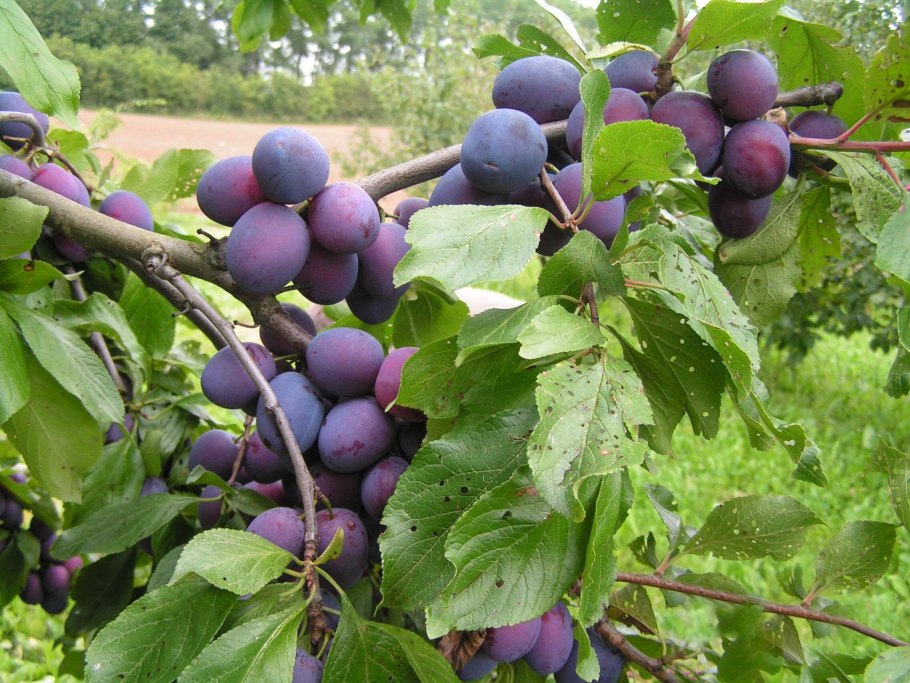 Слива Ренклод Альтана