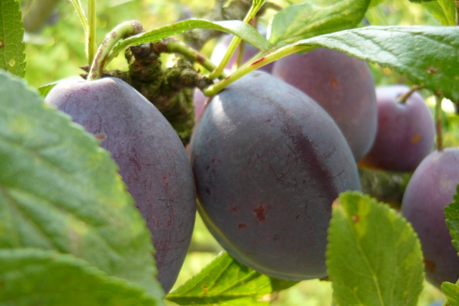 Слива Стенлей (венгерка)