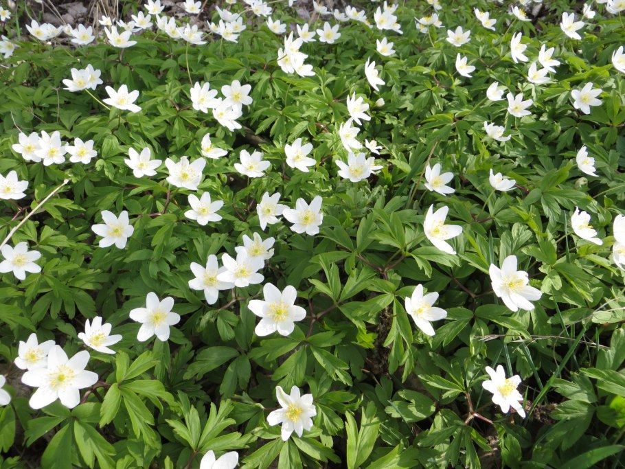 Анемона Дубравная