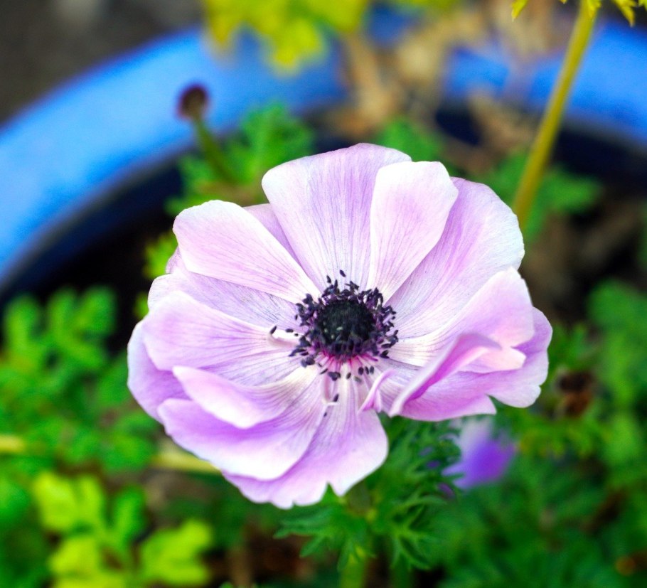 Ветреница Дубравная