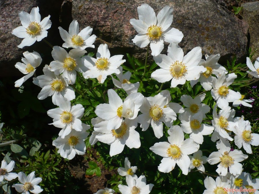 Ветреница лесная anemone sylvestris