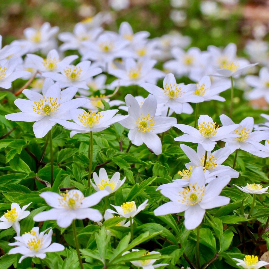 Ветреница Лесная (Anemone Sylvestris)