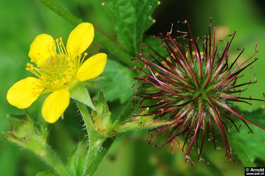 Гравилат городской (Geum urbanum)