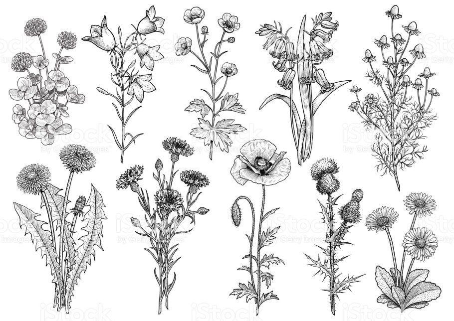 Ромашка Клевер таволга