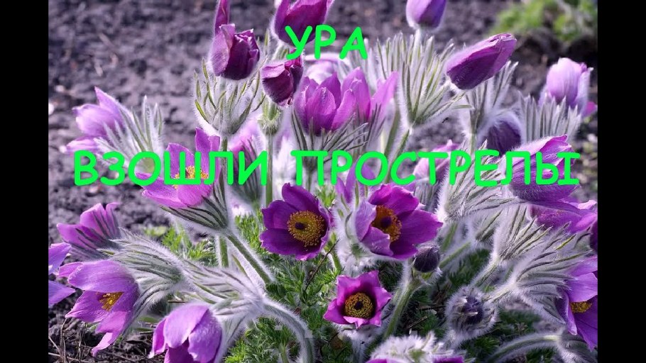 Прострел - сон трава