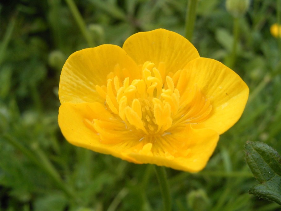 Цветы дикоросы