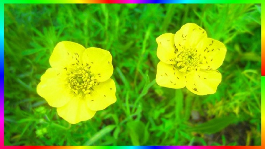 Лютик Прыщинец