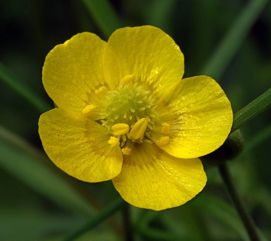 Адонис весенний горицвет