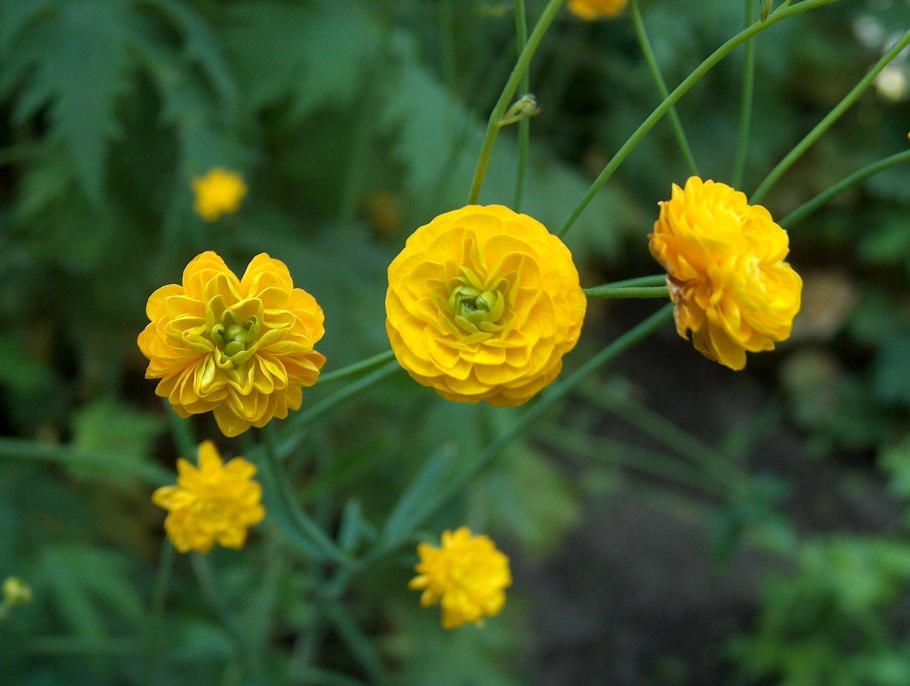 Растение Клевер Луговой поле