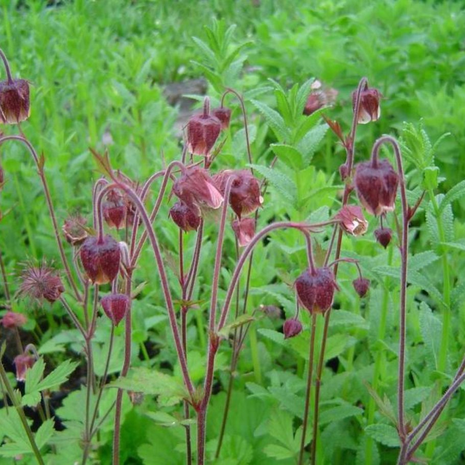 Geum Rivale 'Lionel Cox'