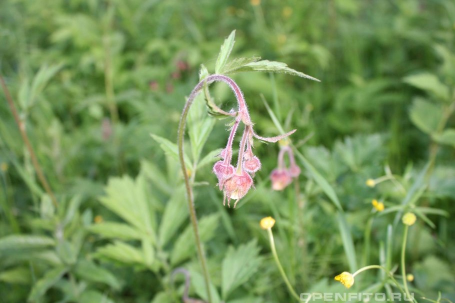 Гравилат Речной – Geum Rivale