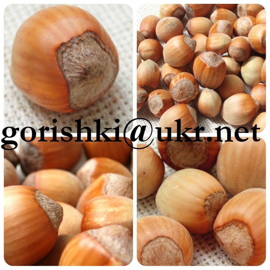 Фундук лещина Лесной орех