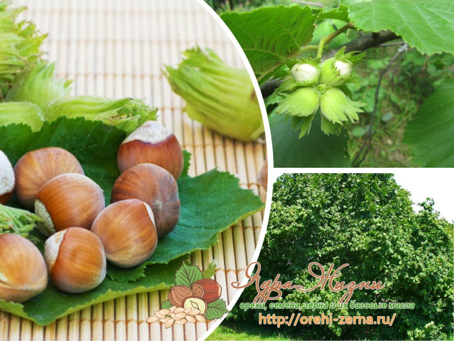 Как опыляется орешник