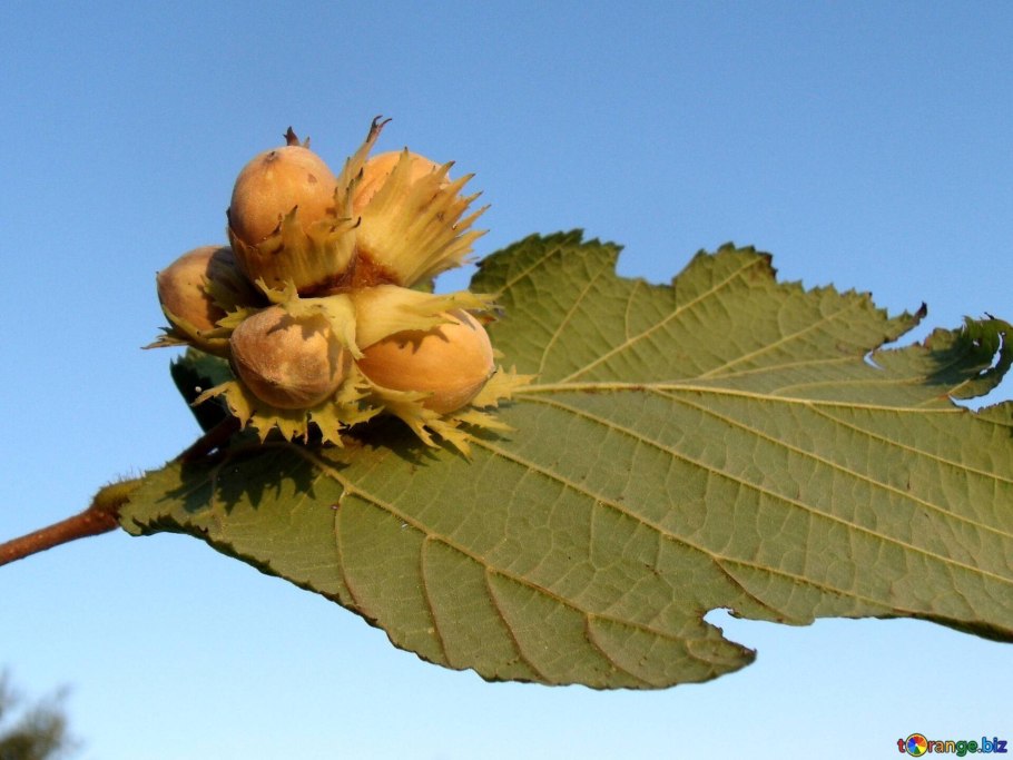 Орешник Тамбовский ранний