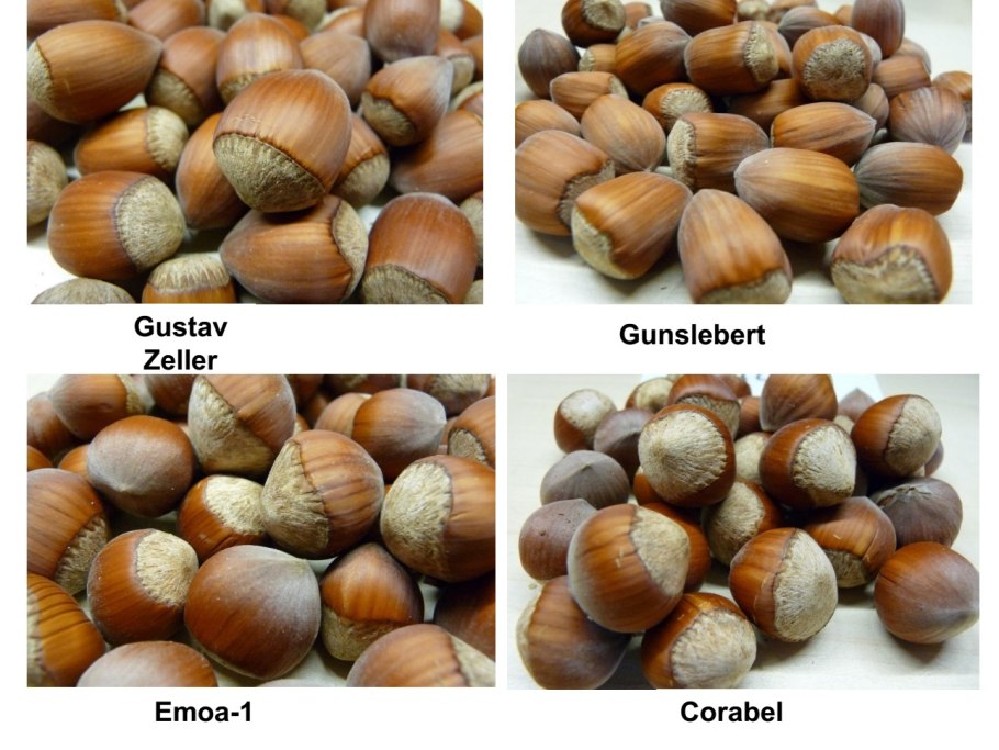 Фундук и лещина разница