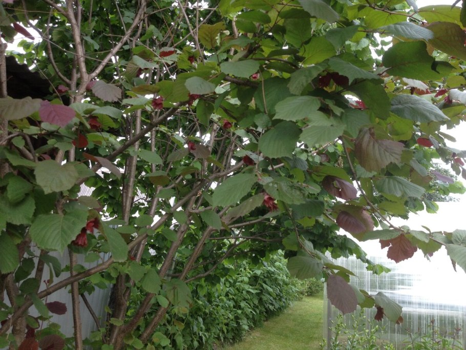 Фундук и Лесной орех разница