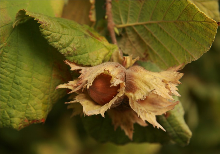 Семена фундука