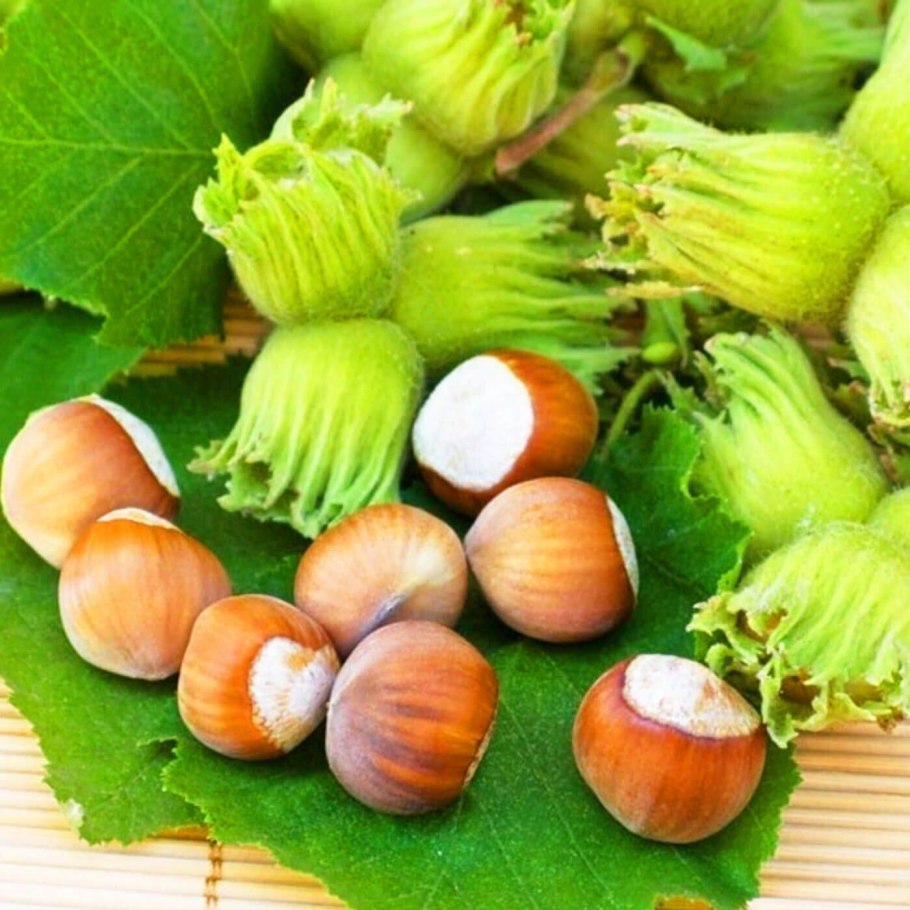 Лещина разнолистная (орешник)