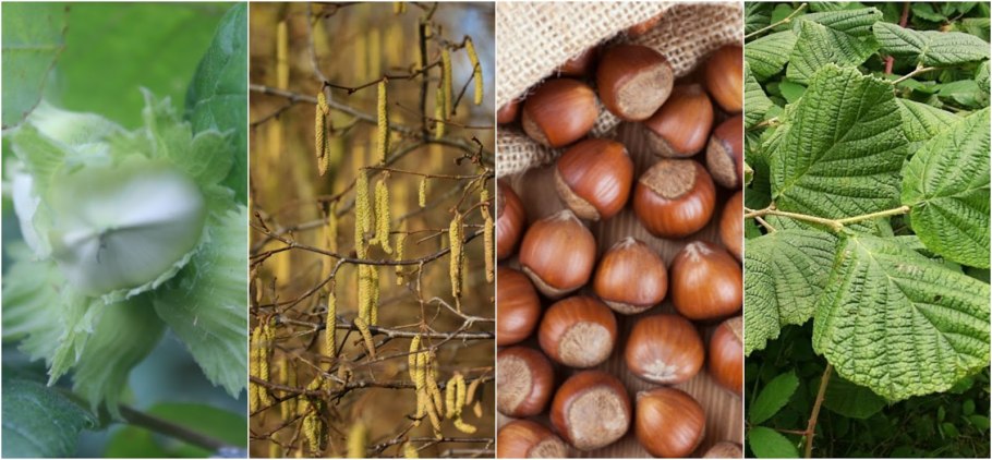 Chocolate Hazelnut КДВ