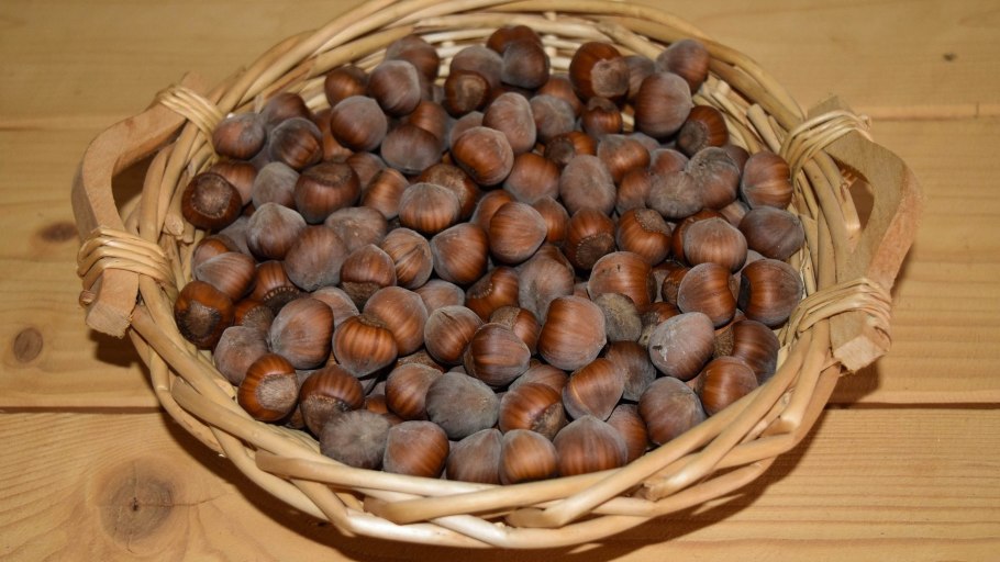Фундук лесной орех