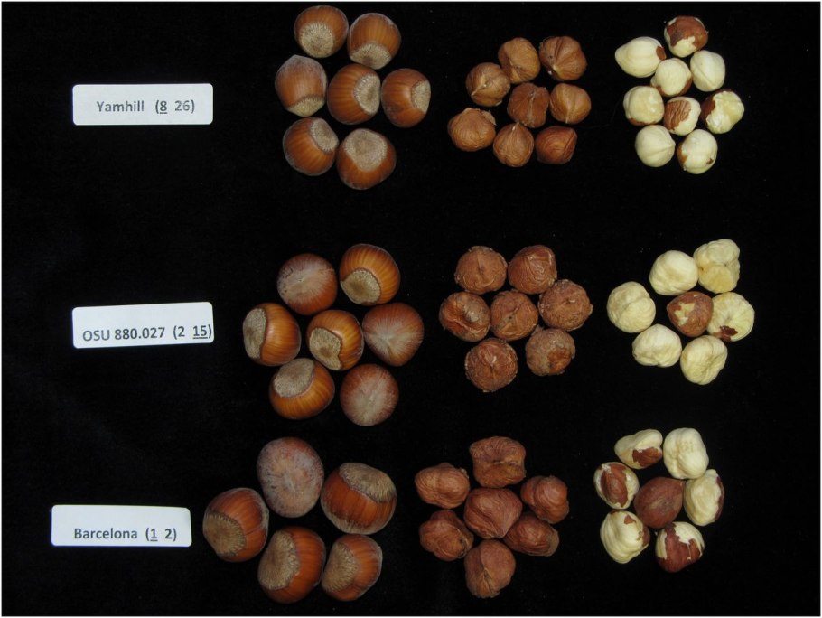 Семена лещины