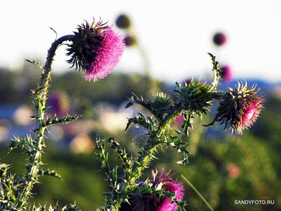 Чертополох и репейник