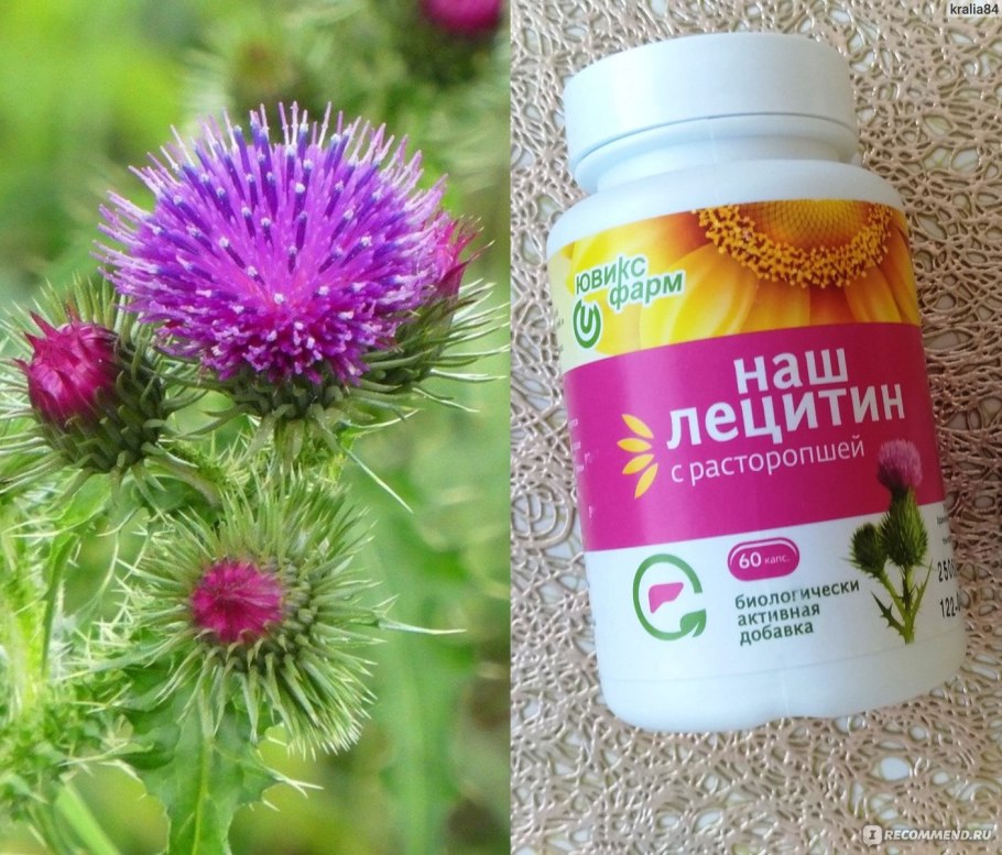 Силимарин растение картинка