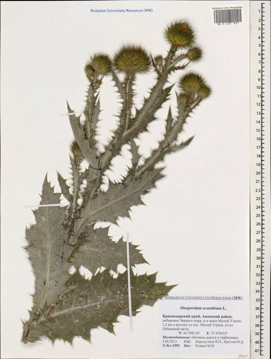 Марьин чертополох