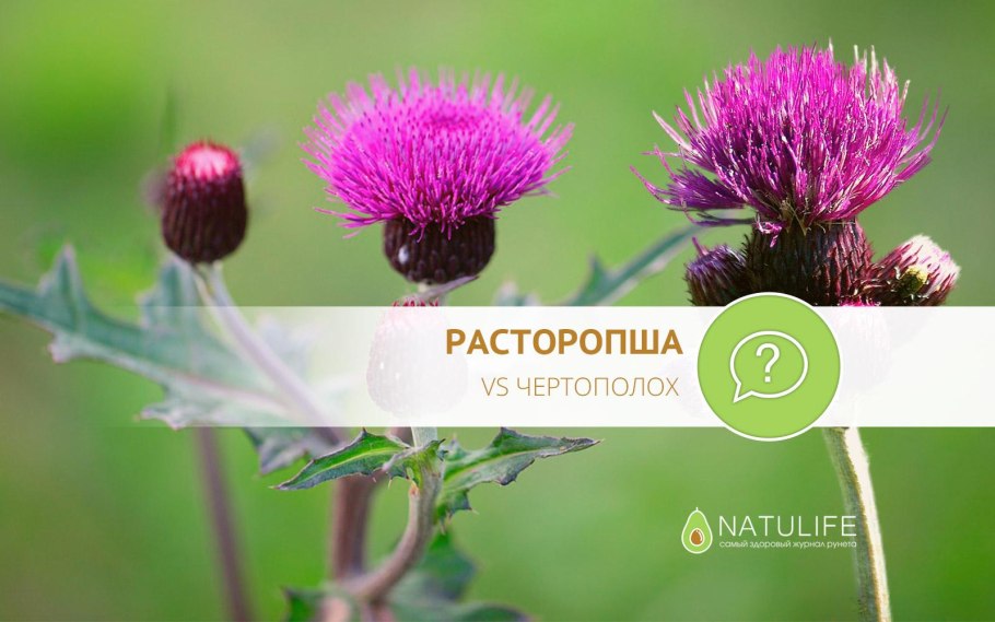 Расторопша чертополох татарник