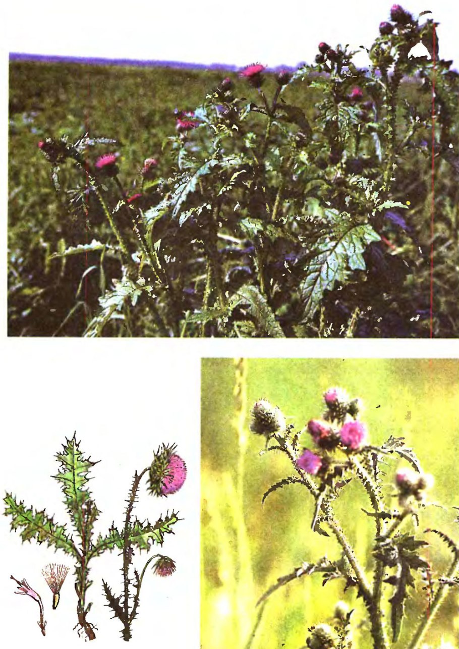 Расторопша или татарник