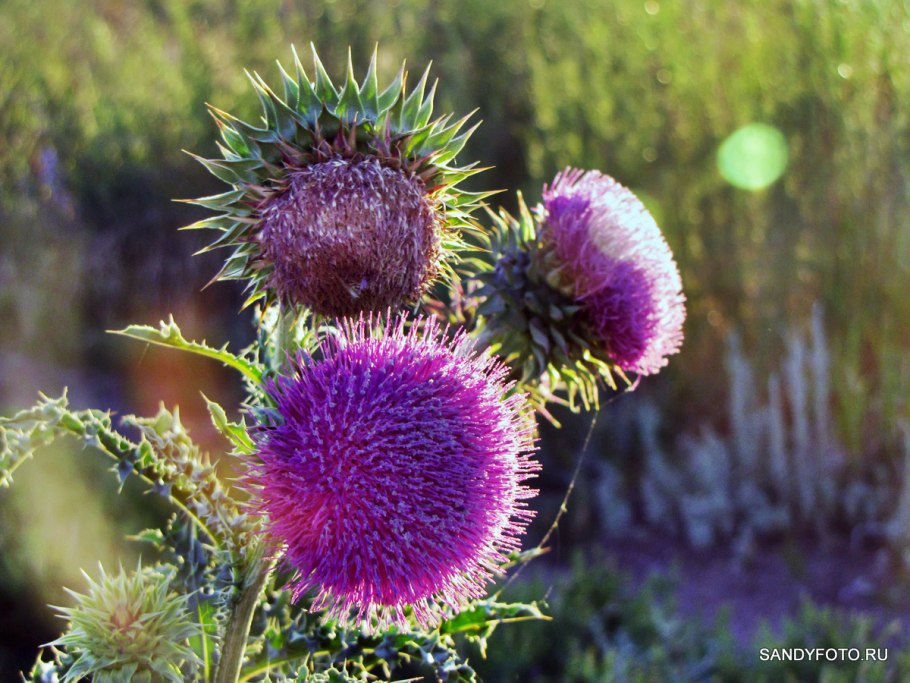 Расторопша чертополох татарник