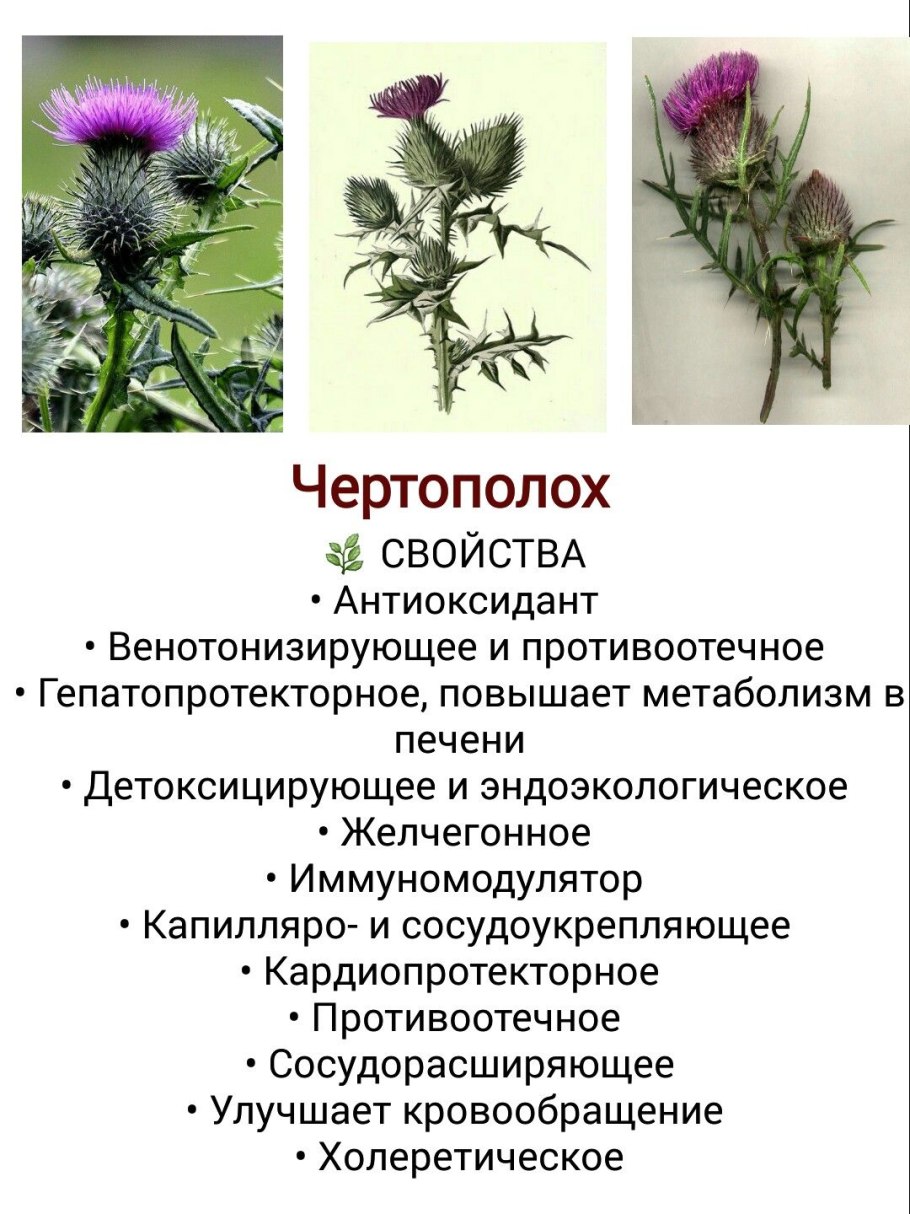 Расторопша трава