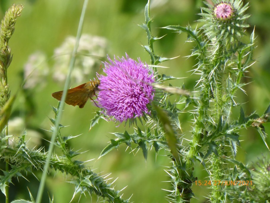 Веточка расторопши