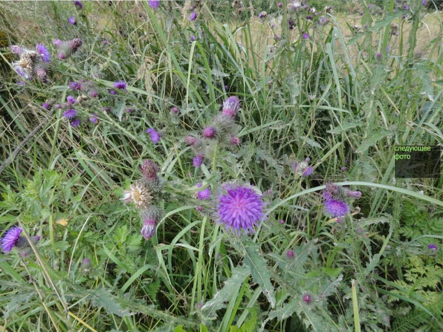 Татарник колючий репейник