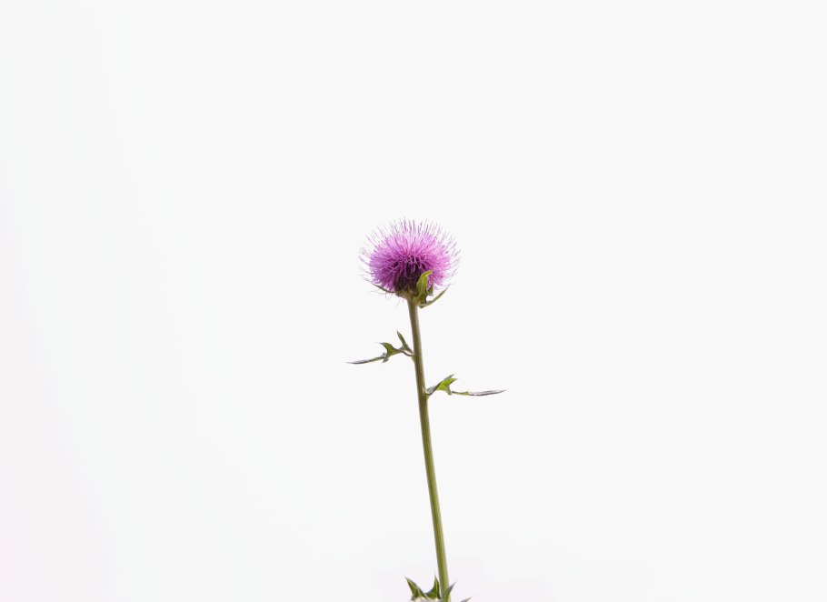 Артишок и расторопша