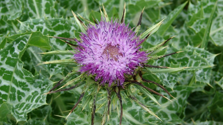 Репей чертополох бодяк