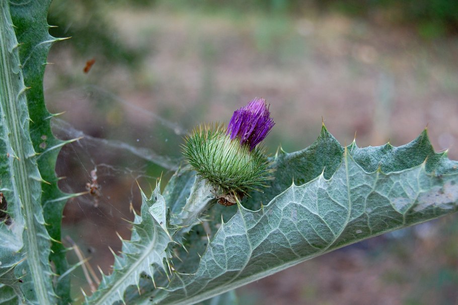 Татарник колючий (Onopordum acanthium)