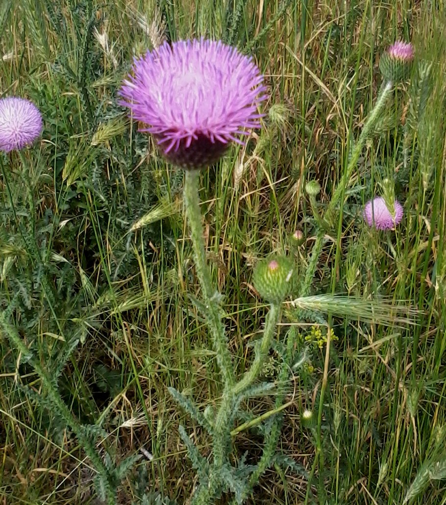 Разница татарника и чертополоха