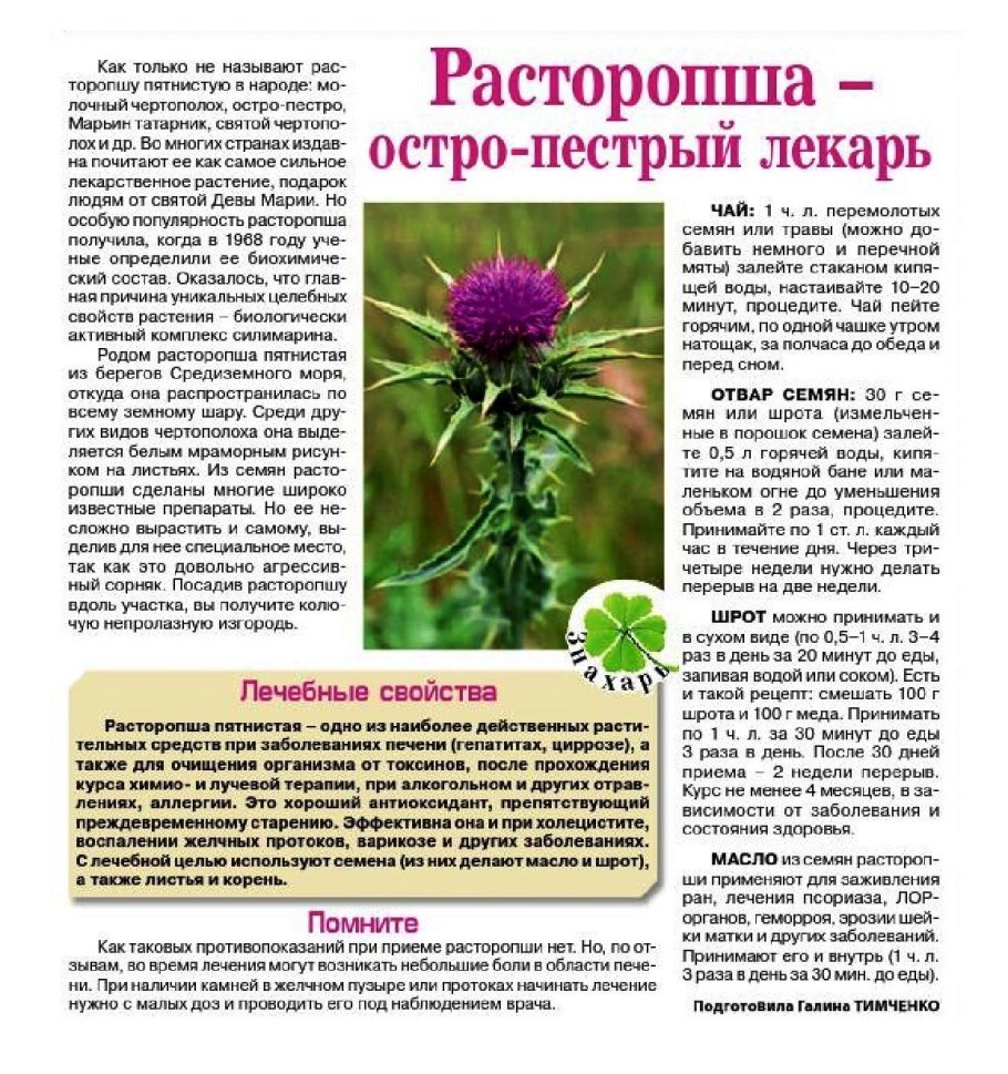 Расторопша Бодяк чертополох