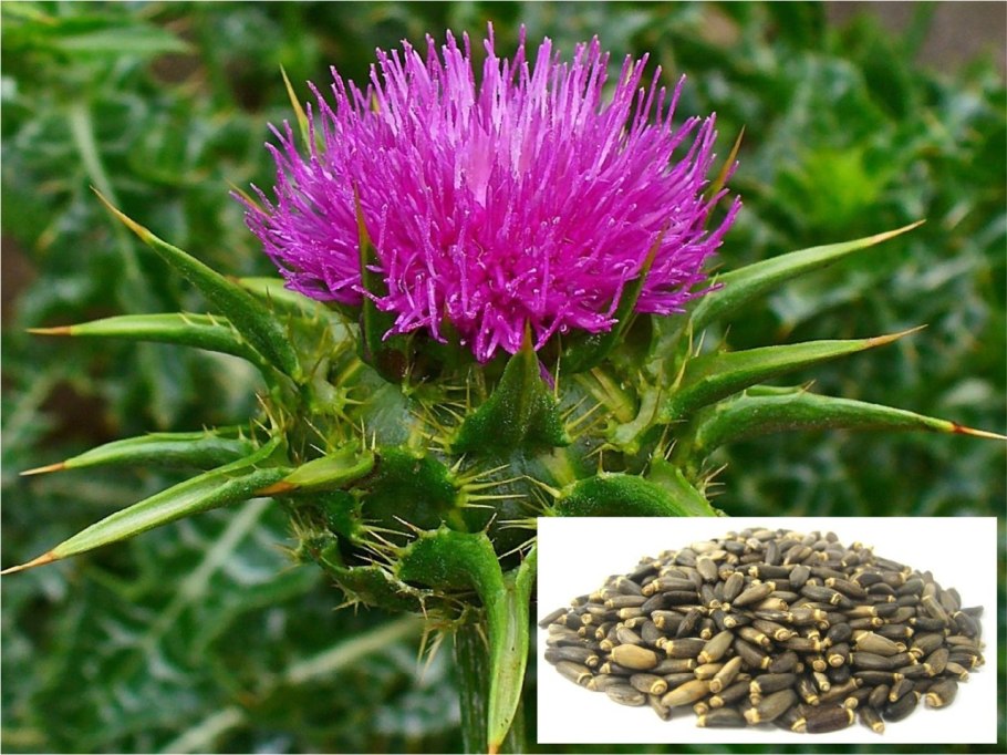 Расторопша пятнистая микроскопия