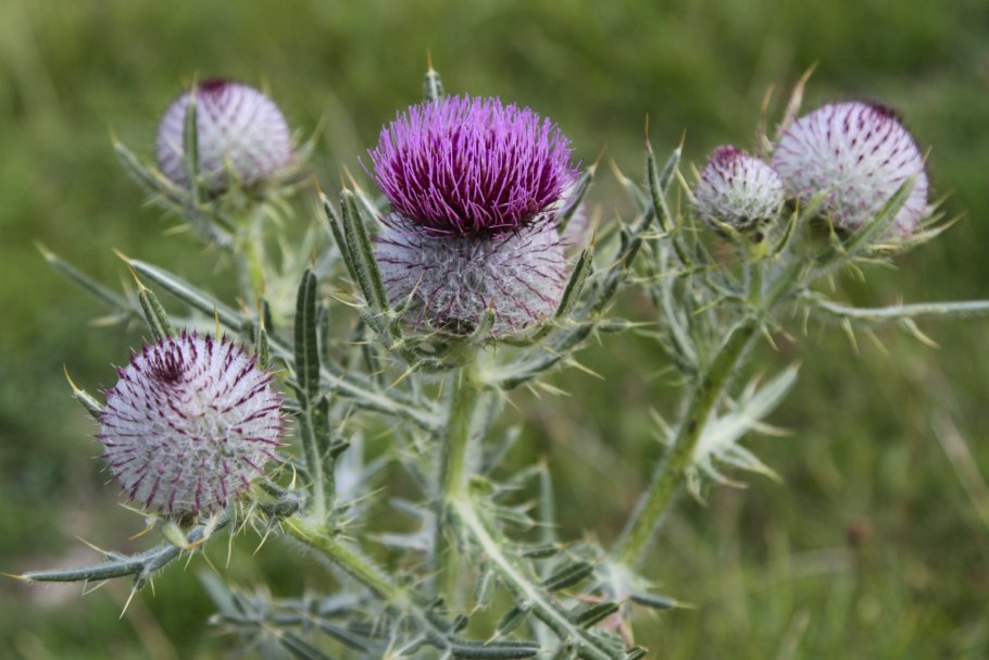 Чертополох и репейник