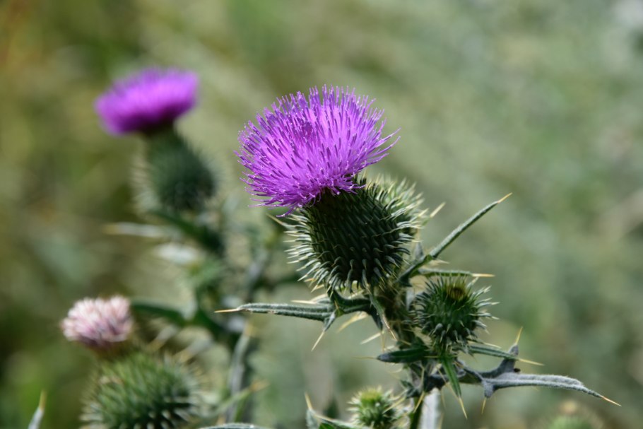 Расторопша пятнистая