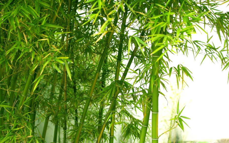 Phyllostachys Bambusoides